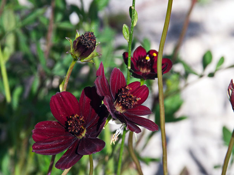 Planting cosmos seeds