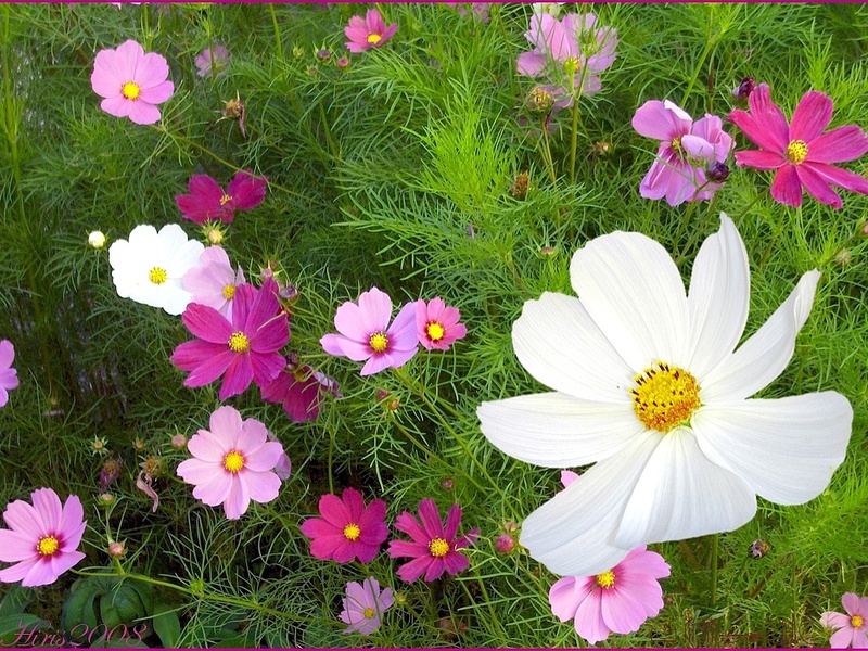 Seedlings of double-feathered cosmos