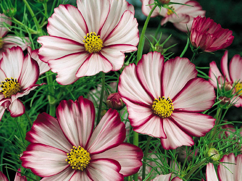 Planting cosmos seedlings