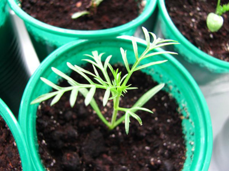 Seedlings of double-feathered cosmos