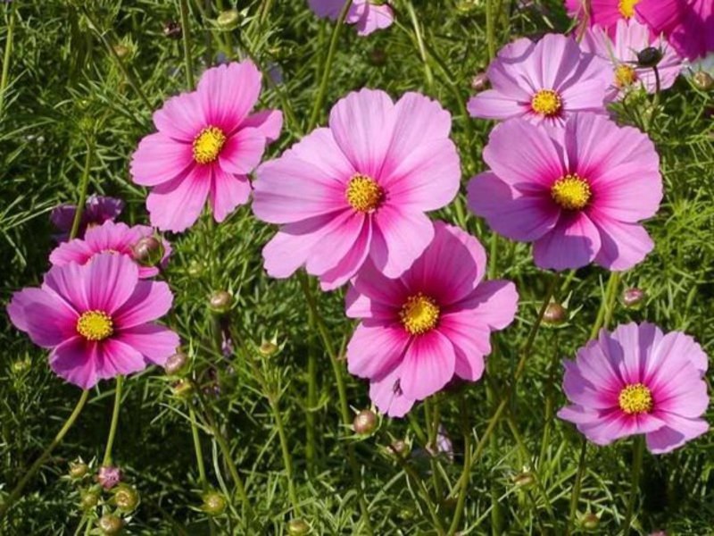 Kosmeya garden flower