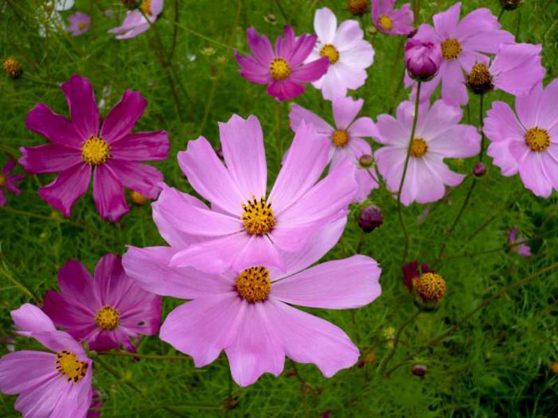 Blooming cosmos bushes