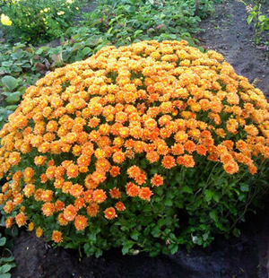 How to grow a chrysanthemum