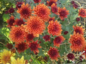 Chrysanthemum varieties