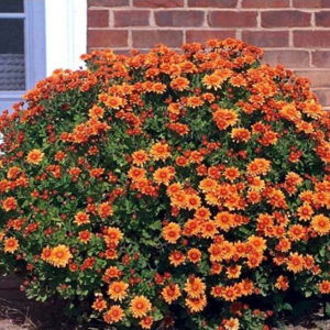 What garden chrysanthemums look like