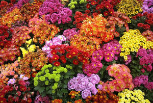 Perennial garden chrysanthemum