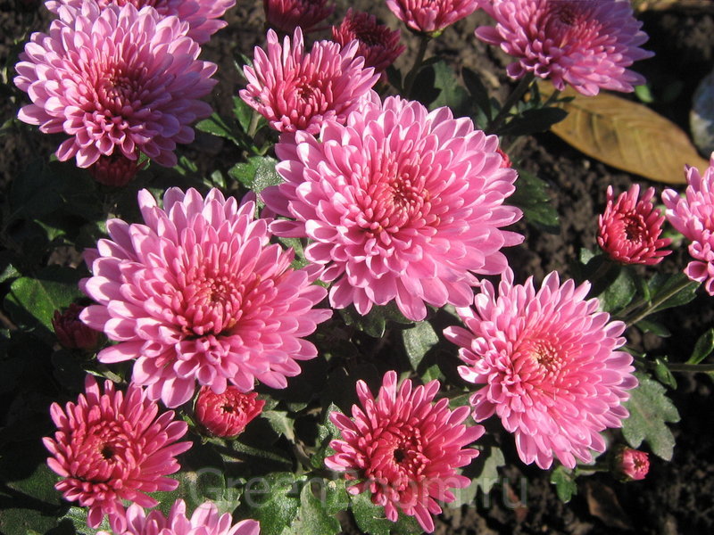 Terry feathery forms of chrysanthemums