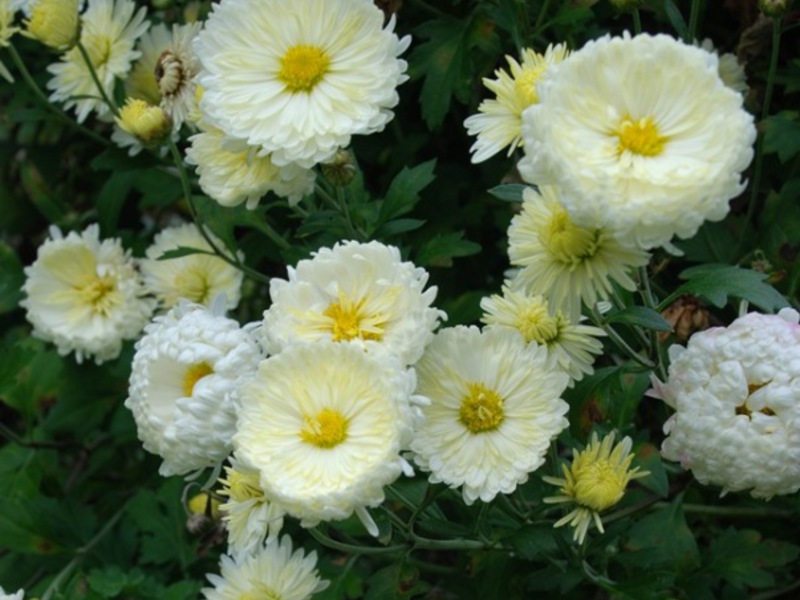 How to propagate chrysanthemums