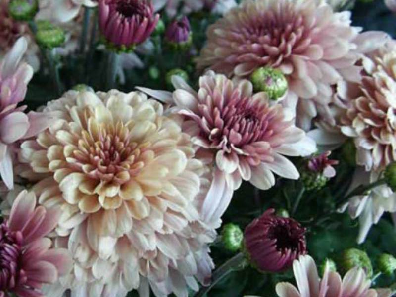 Large flowers of chrysanthemums