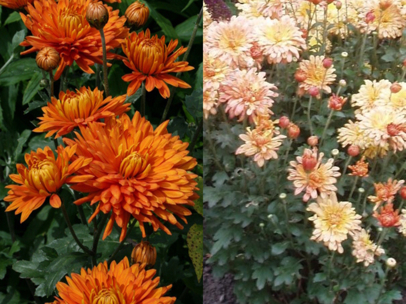 White chrysanthemum flower in the garden