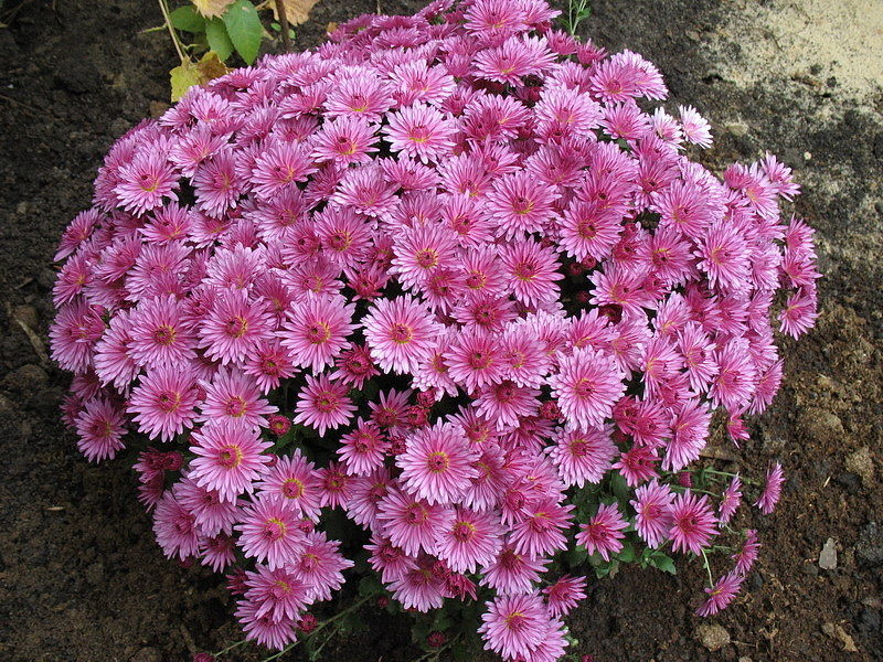 Watering and fertilizing for chrysanthemums