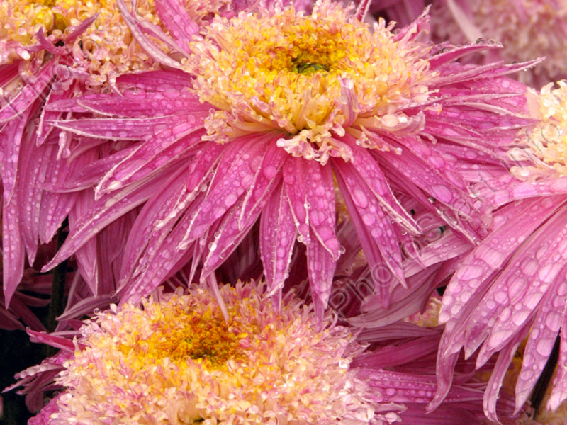 Perennial garden chrysanthemum