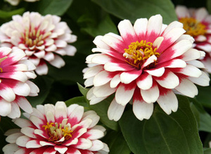 Garden zinnia variety