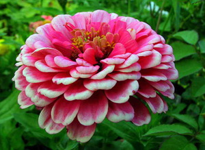 Reproduction of zinnia