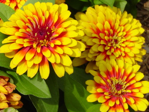 A beautiful flower called zinnia