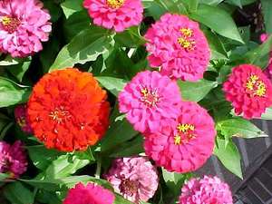 How zinnia grows