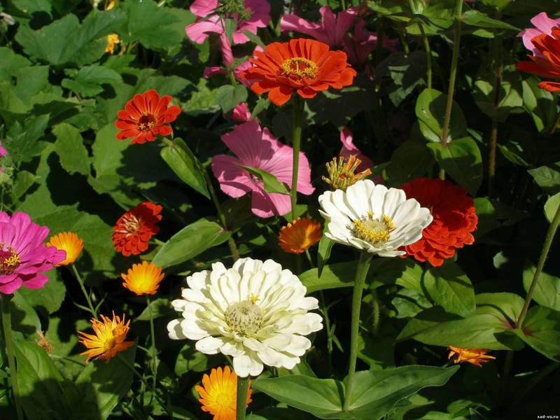 Name of varieties of zinnia