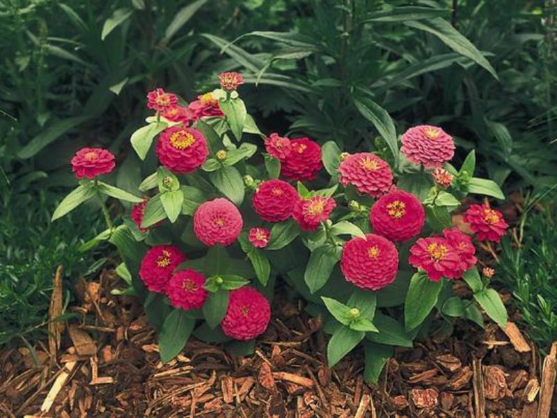 How to care for zinnia