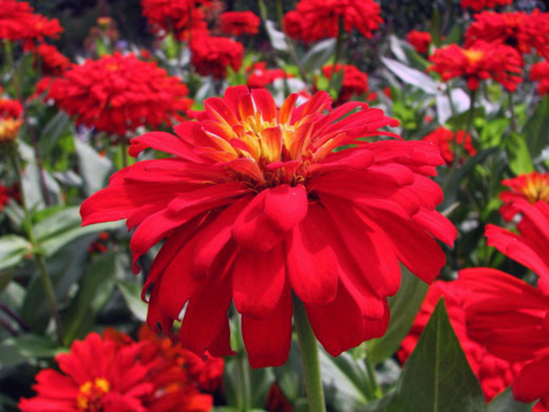 Zinnia flowers