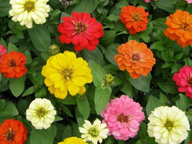 Watering garden zinnia