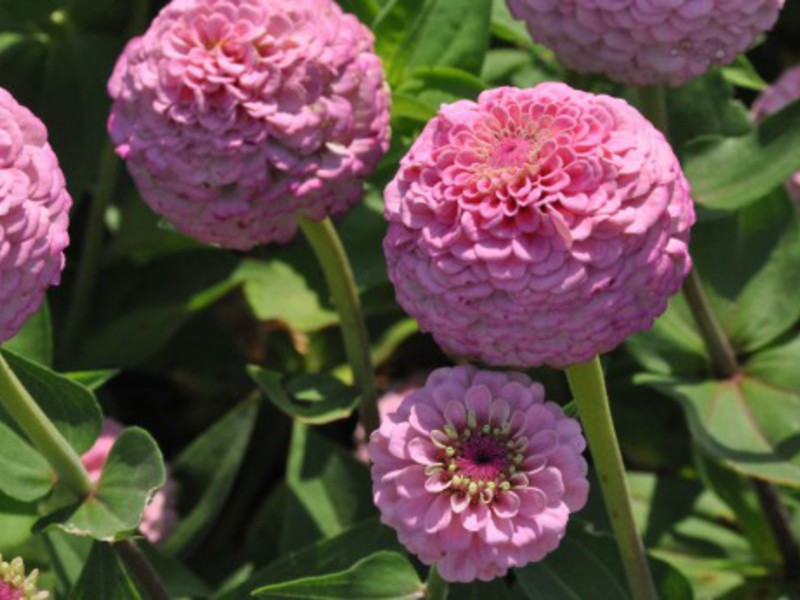 How to grow zinnia