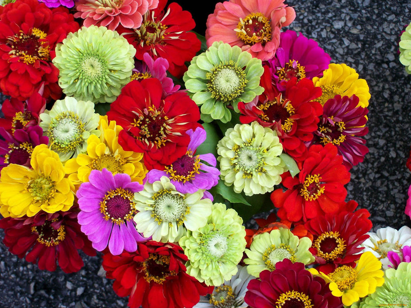 Zinnia flower propagation