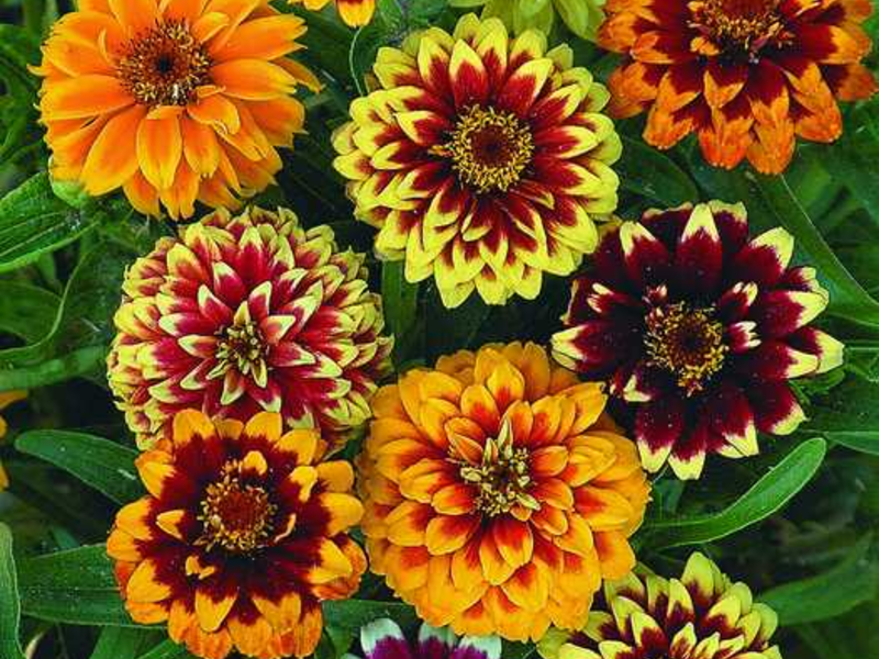 Name of varieties of zinnia