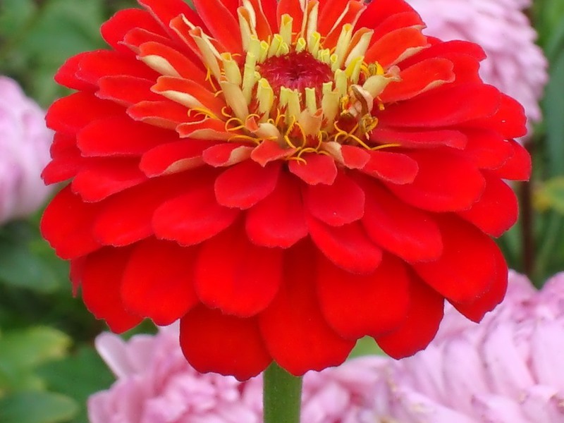 Zinnia red