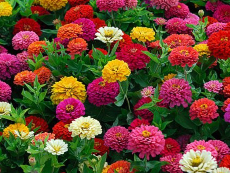 Zinnia flower color