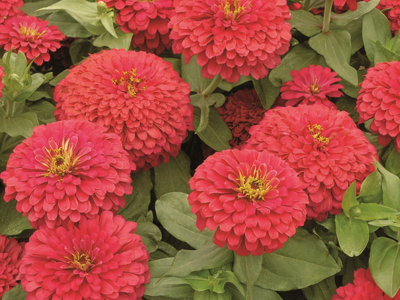 Rules for planting zinnia seeds