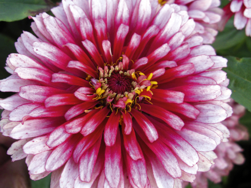 How to sow a zinnia flower