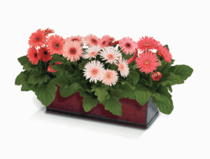 What can a gerbera get sick with?