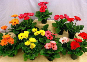 Gerbera and its varieties