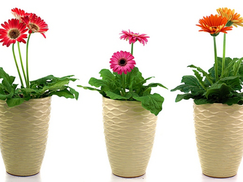 Gerbera care