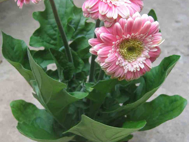 Gerbera indoor