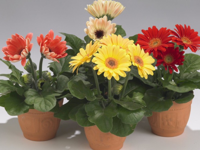 Varieties and types of gerbera