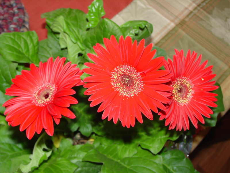 Blooming gerbera