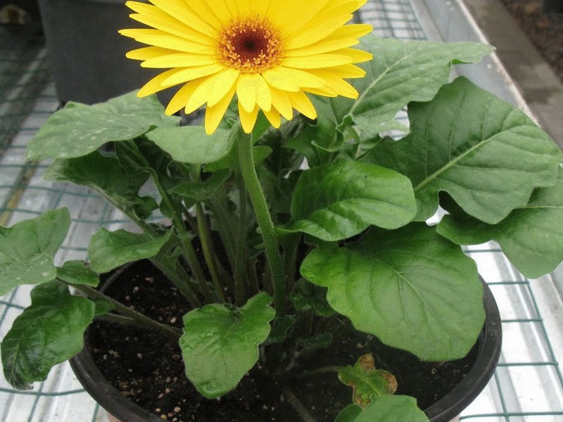 Gerbera indoor