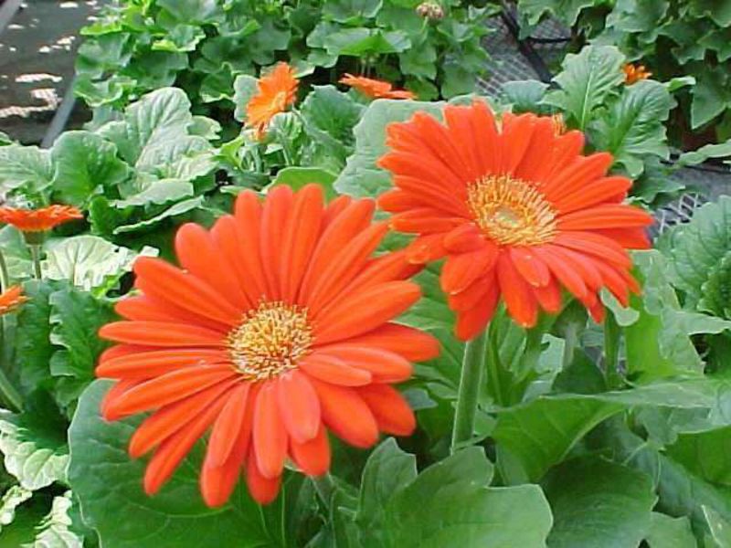 How to grow a gerbera