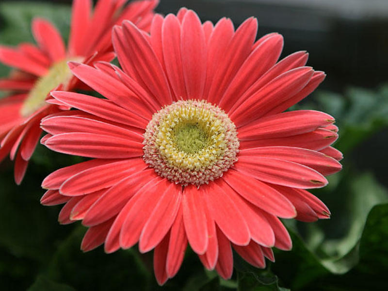 Description of the gerbera flower