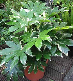 Fatsia японски се трансплантира всяка година