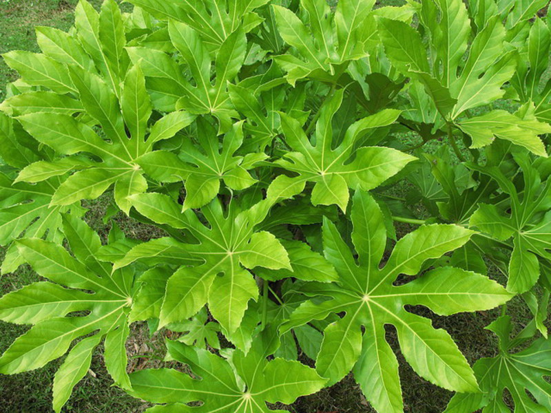 Поливане на растението Fatsia