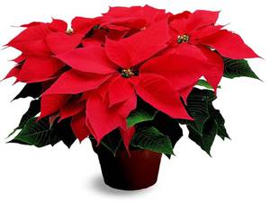 What does a Christmas star flower look like?