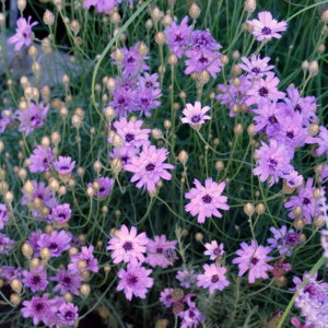 Description of the Katananche flower