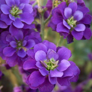 Levkoy flowers