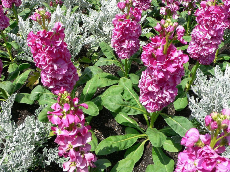 Levkoy garden flower