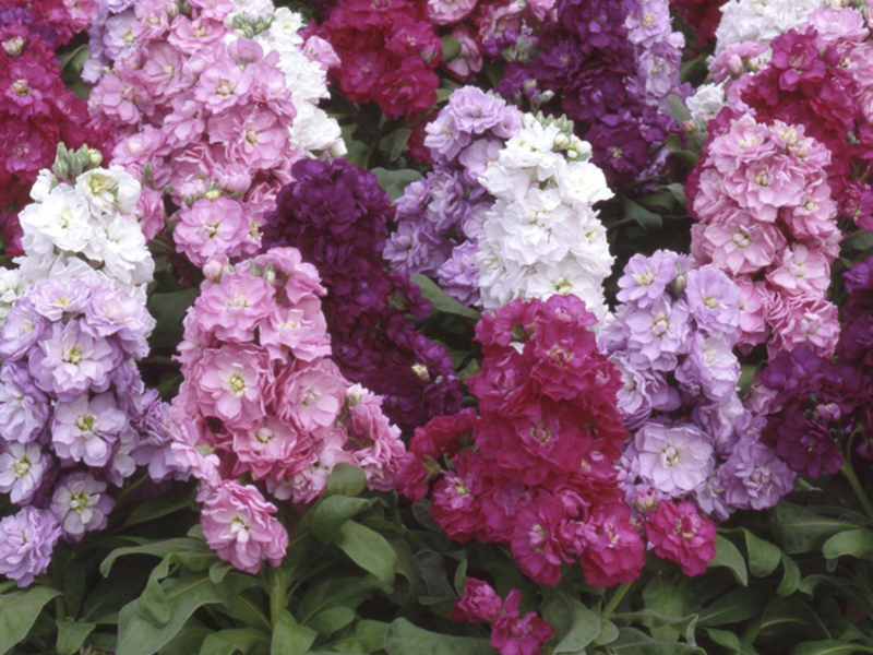 Levkoy flowering bushes