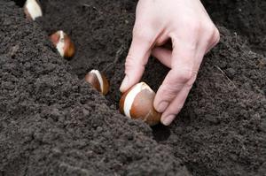 Planting tulip bulbs