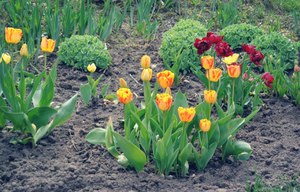 How to plant tulips in spring