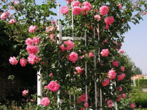 Winter-hardy varieties of climbing roses that bloom all summer